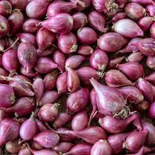 SHALLOTS 